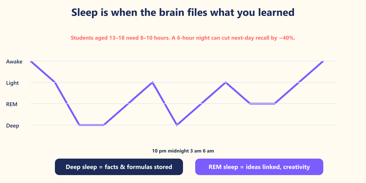 Deep sleep in the first half of the night stores facts; REM sleep towards morning links ideas together. Cutting either half cuts memory.